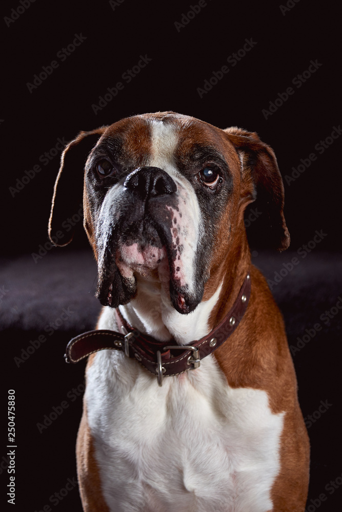 A red boxer dog looking forward waiting for treats looks sad and tired on dark background with free mock space