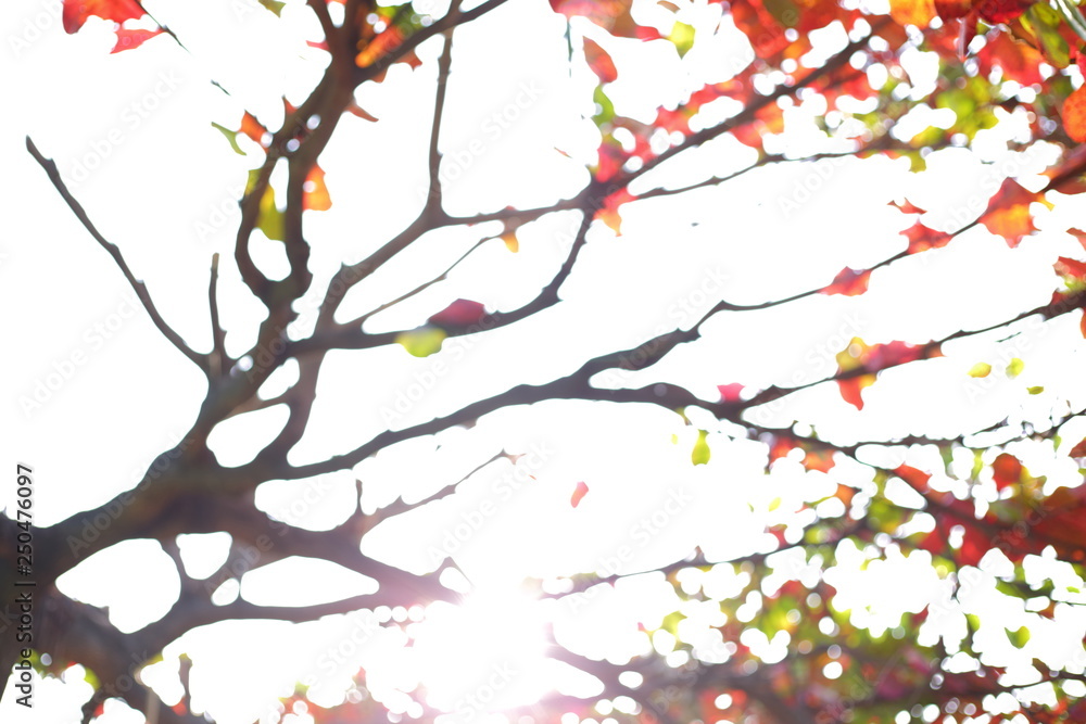 Naklejka piękne ciepłe światło słońca w jesienny poranek dzień, abstrakcyjne rozmycie bokeh w naturze