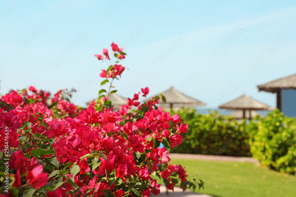Beautiful blooming bush at tropical resort on sunny day. Space for text