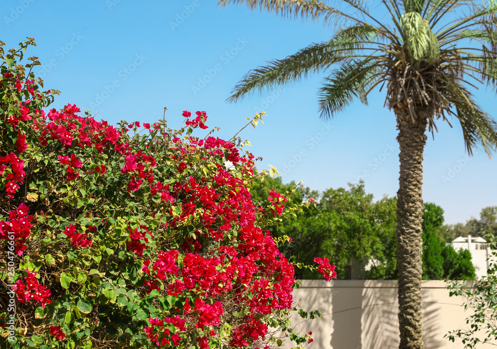Beautiful blooming bush and palm at tropical resort on sunny day