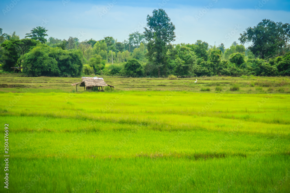 Fototapeta premium A peaceful cottage on rice farm with green background. Tranquilly green rice field and farmer hut background.