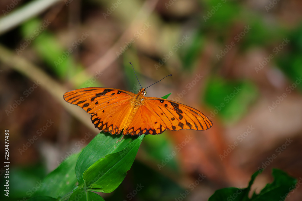 The nature inside an enclosed park in the city of Manaus, Amazonas-Brazil, with animals and vegetation of the Amazon. The nature inside an enclosed park in the city of Manaus, Amazonas-Brazil, with animals and vegetation of the Amazon.