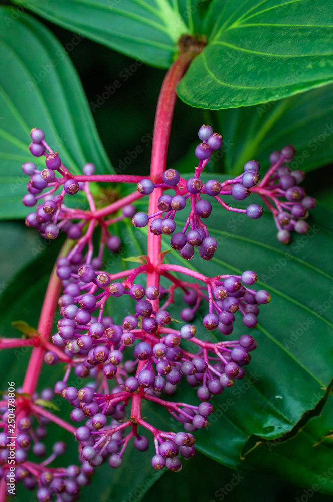 pink, purple, berry, malaysian grape orchid pink, purple, berry, malaysian grape orchid