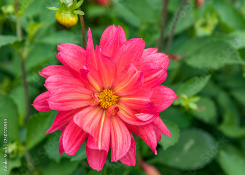 An isolated bright pink Dahlia flower with pale yellow stripes on the inner petals. Off centre shot with blurred background of green leaves and one bud.