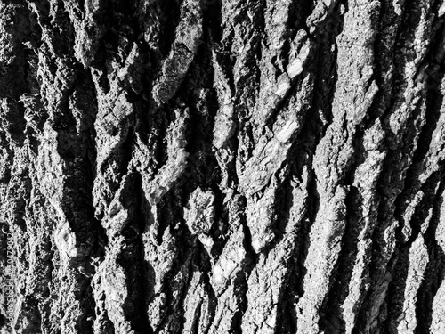 The tree bark close up. Background of tree bark. Texture of tree bark.