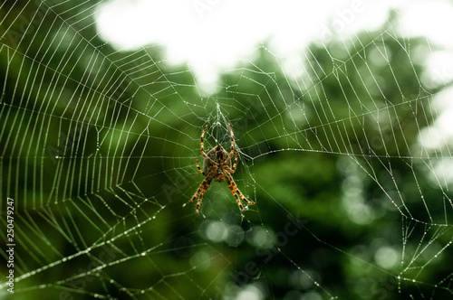 Spider on a Web