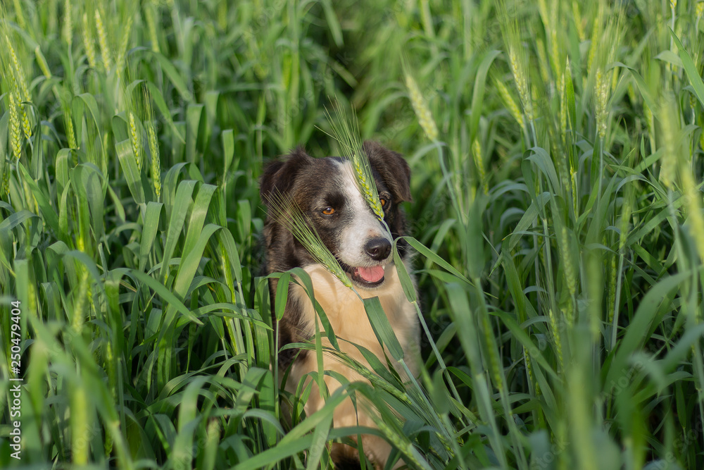 dog looking forward dog looking forward