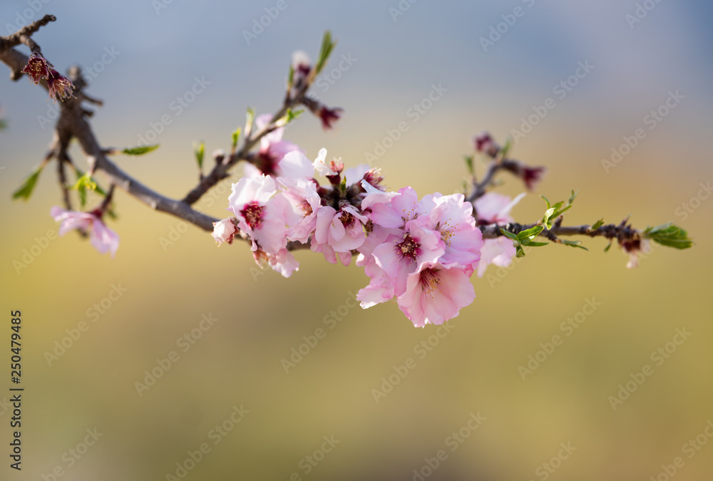 Obraz premium Almond blossom in spring. Beautiful pink flowers