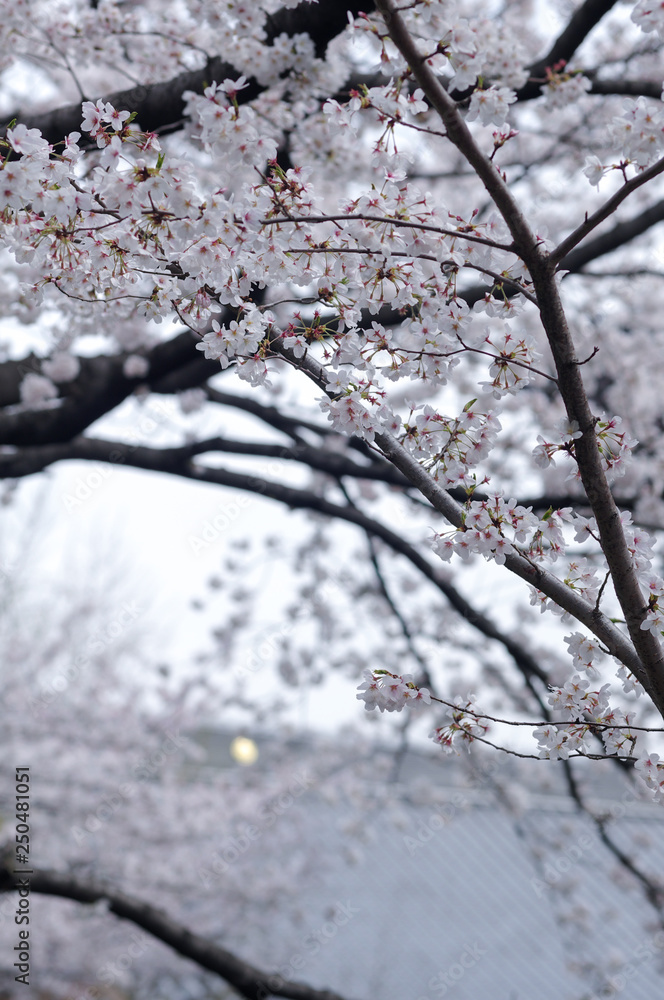 桜の花と瓦屋根