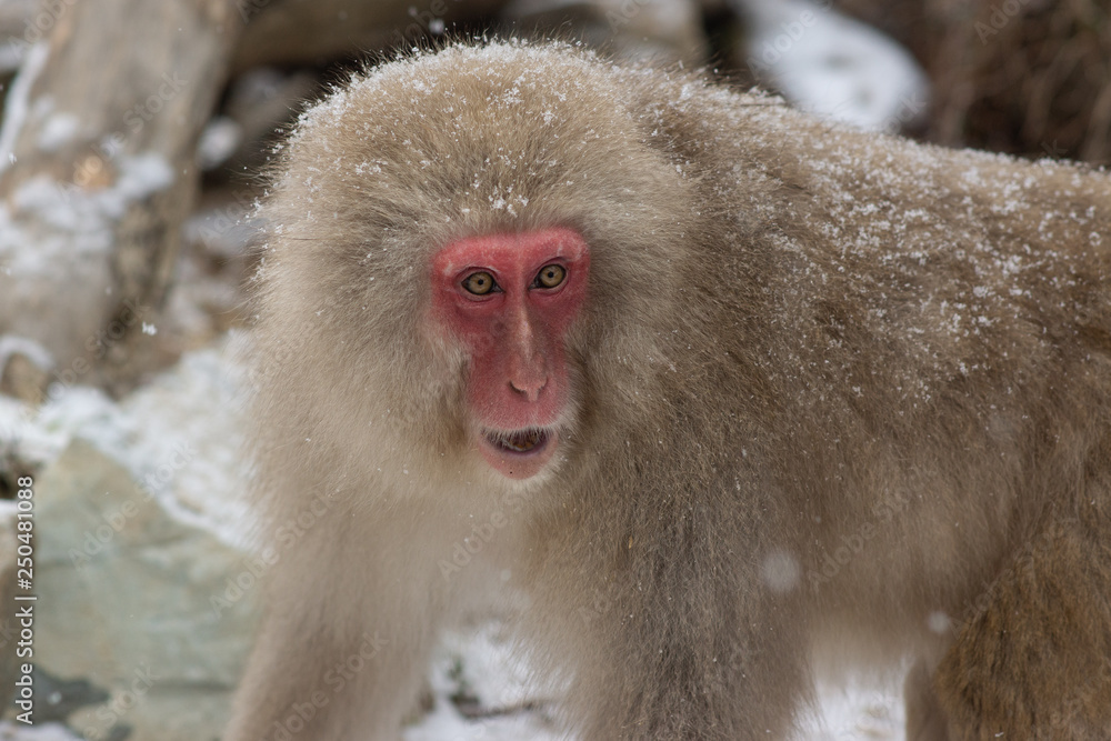 Naklejka premium Snow Monkey in hot pool Japanese Macaque, Jigokudani Monkey Park, Snow monkey