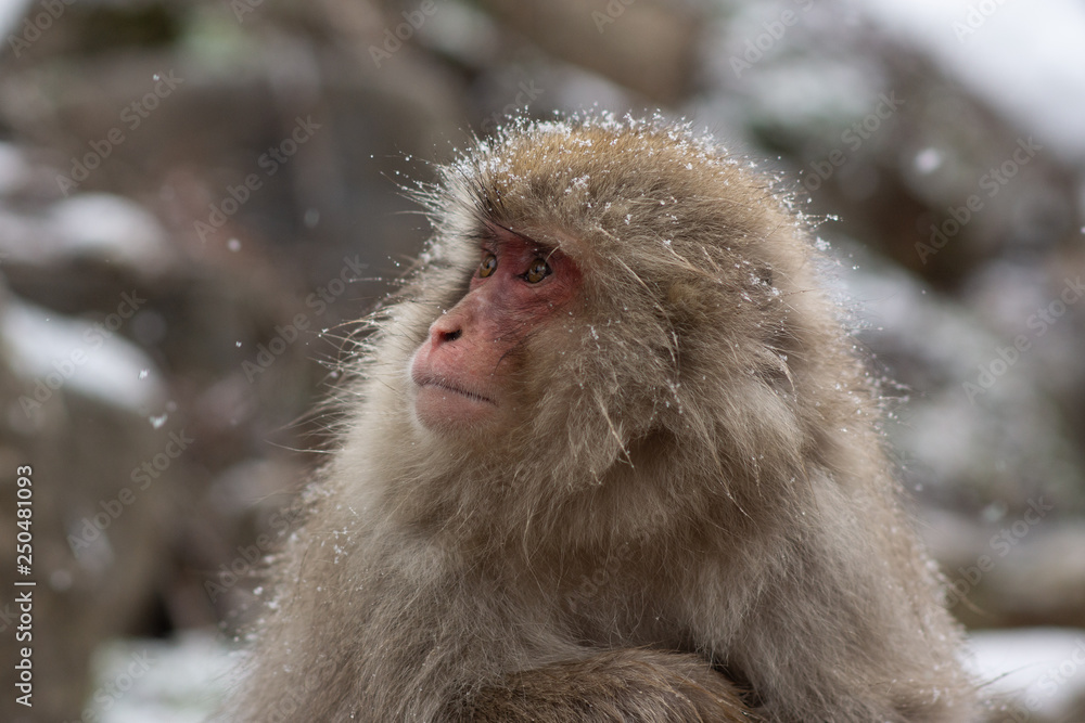 Snow Monkey in hot pool Japanese Macaque, Jigokudani Monkey Park, Snow monkey Snow Monkey in hot pool Japanese Macaque, Jigokudani Monkey Park, Snow monkey