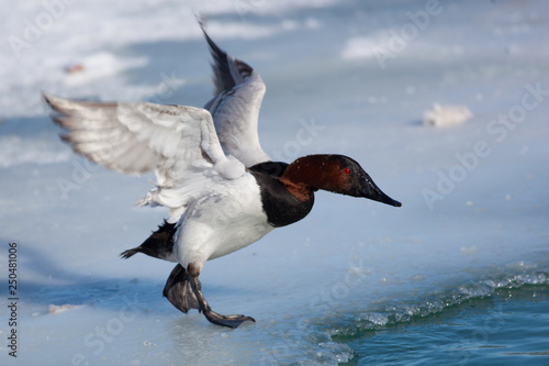 Birds Shorebirds Winter Canvasback Duck Wings Open photo