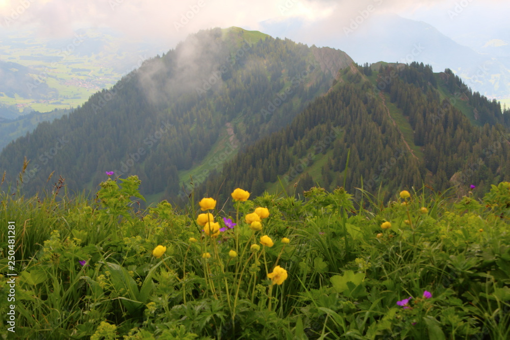 Wild flowers in the mountains.
