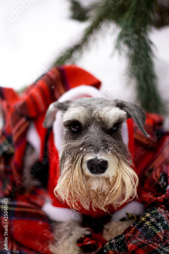 Dog breed Miniature Schnauzer in the winter forest © Мария Старосельцева