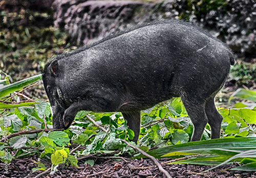 White-lipped peccary. Latin name - Tayassu pecari	 photo