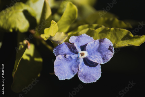 Purple Blue Flower Macro
