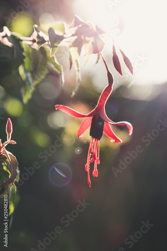 Sunlit Flower Spring Morning