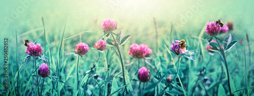 Bee on colorful clover flowers field. Summer background.