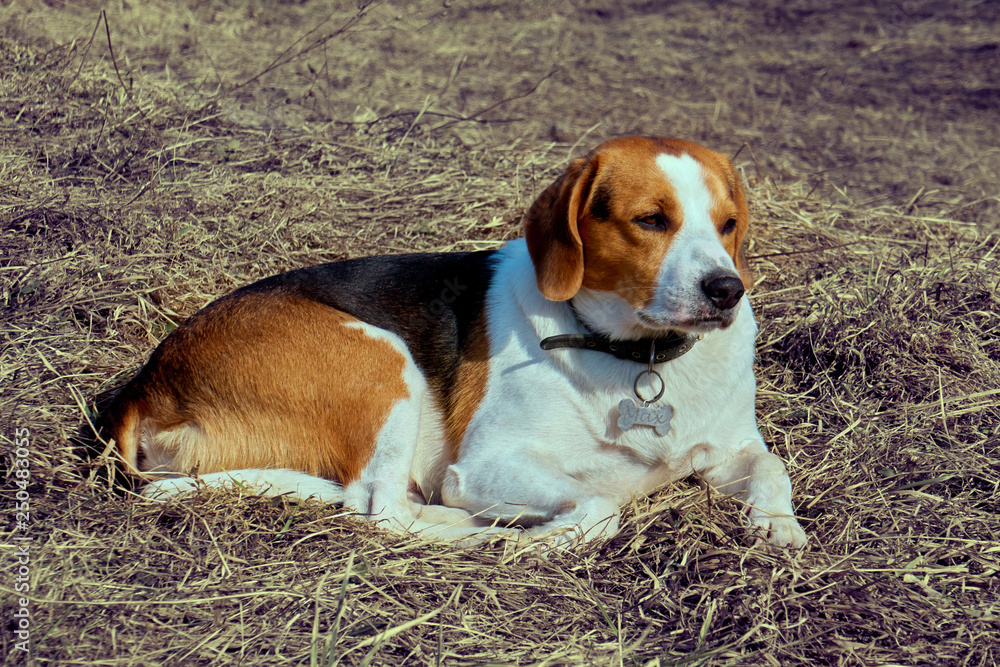 Sad wise beagle Sad wise beagle