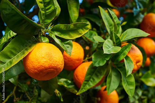 ripe orange mandarine on a branch close up