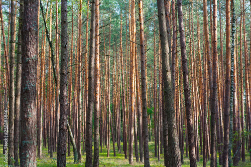 Young pine forest © janzwolinski
