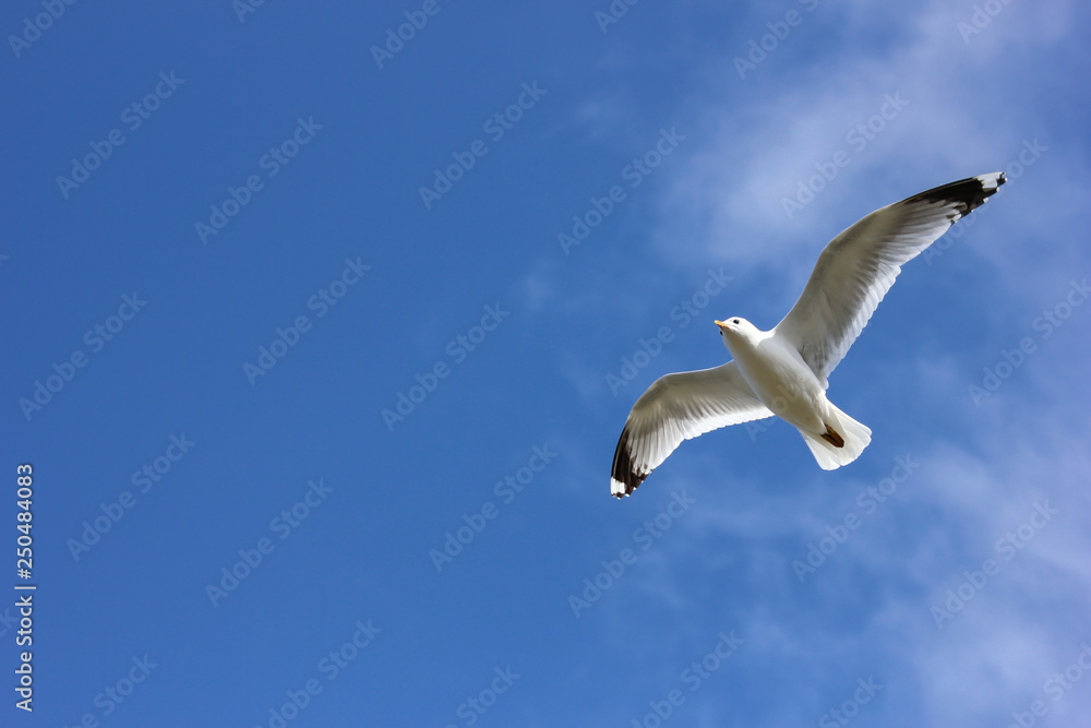 Sturmmöve im Flug Sturmmöve im Flug