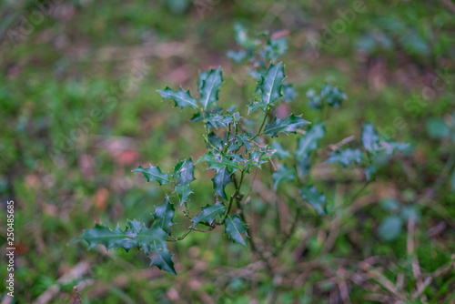 spikey leaf  tree  branch