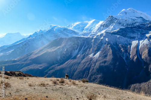Yak gazing on the harsh slopes of Manang Valley, Annapurna Circus Trek, Himalayas, Nepal, with the view on Annapurna Chain and Gangapurna. Dry and desolated landscape.  High peaks, covered with snow. © Chris