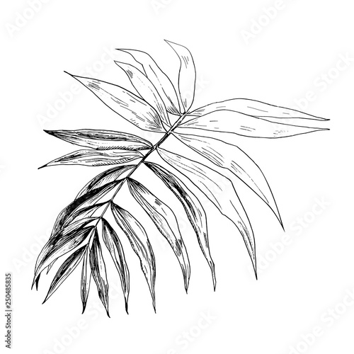 Vector illustration of realistic hand rawn in ink tropical exotic palm tree leaves on white background. Single branch