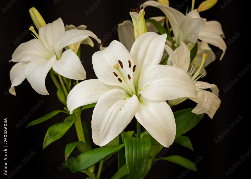 Fototapeta premium White lilies on black background close-up
