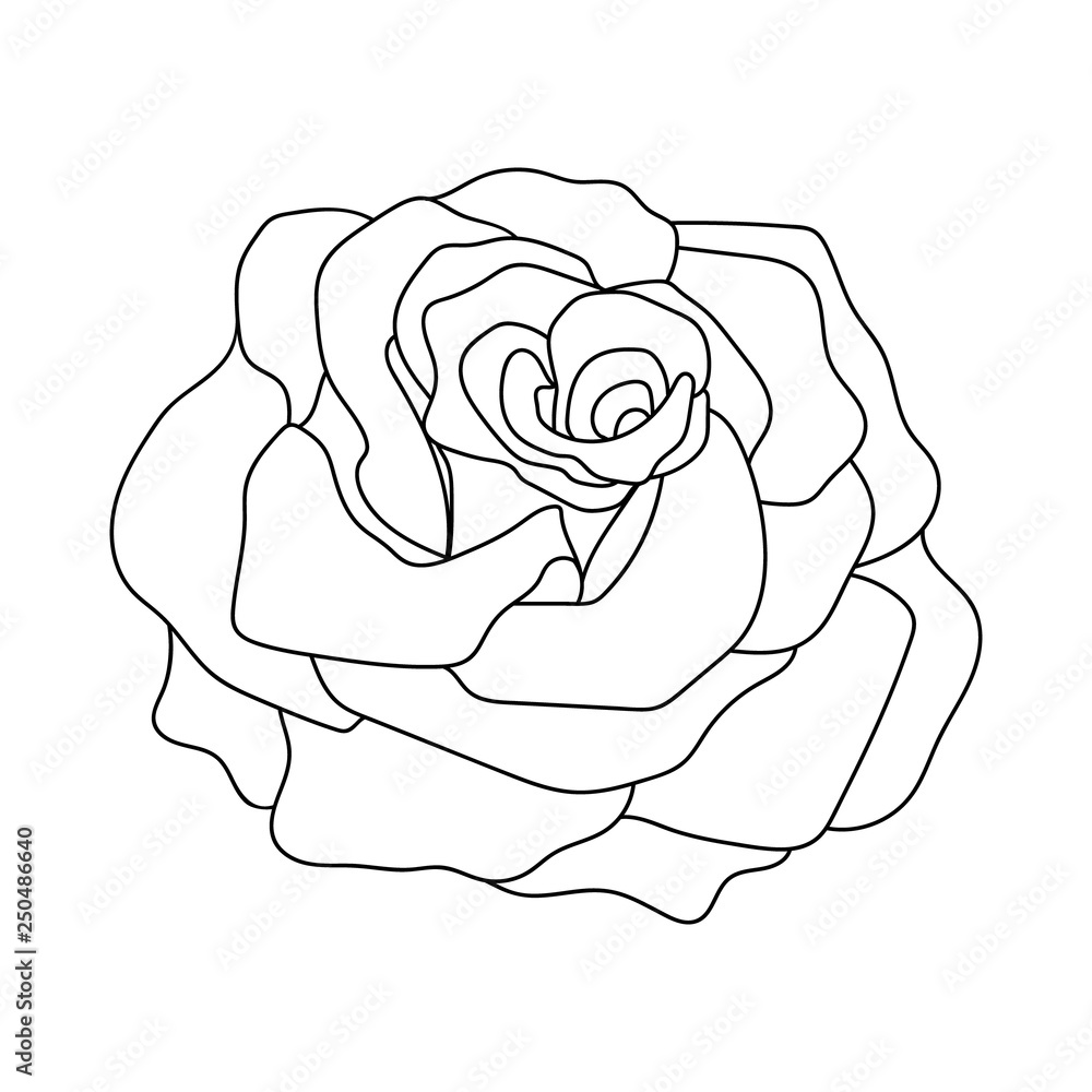 Line art of rose. Black isolated on white. Line art of rose. Black isolated on white.