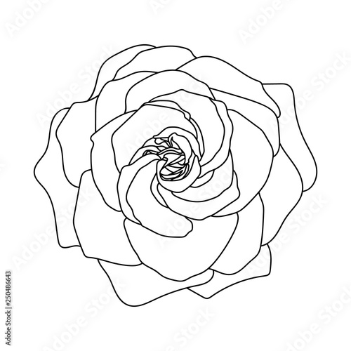 Line art of rose. Black isolated on white.
