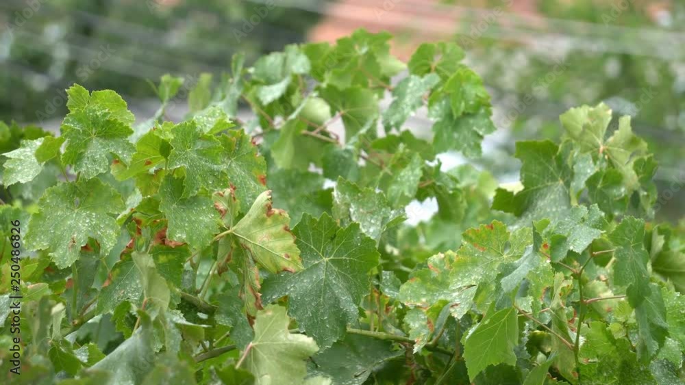 Grape leaves swinging on the summer breeze before rain Grape leaves swinging on the summer breeze before rain