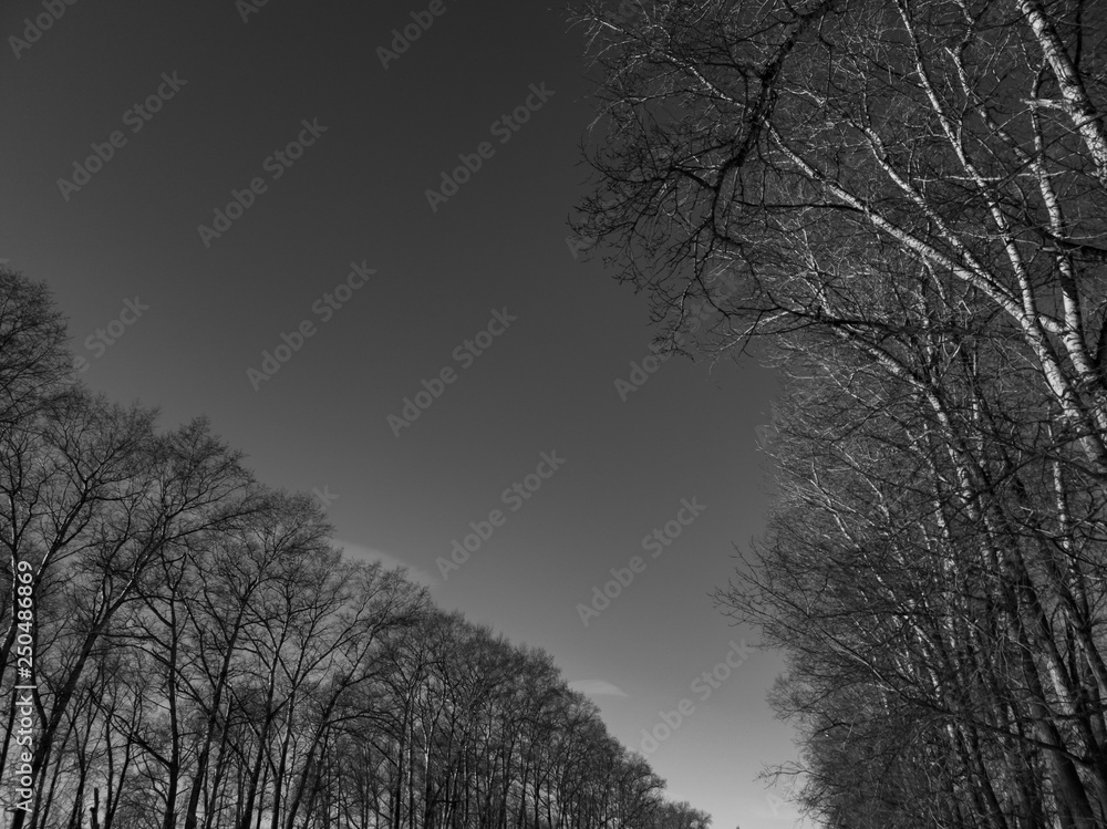 Bare tree branches. The branches are black and white. Black and white photo of bare trees
