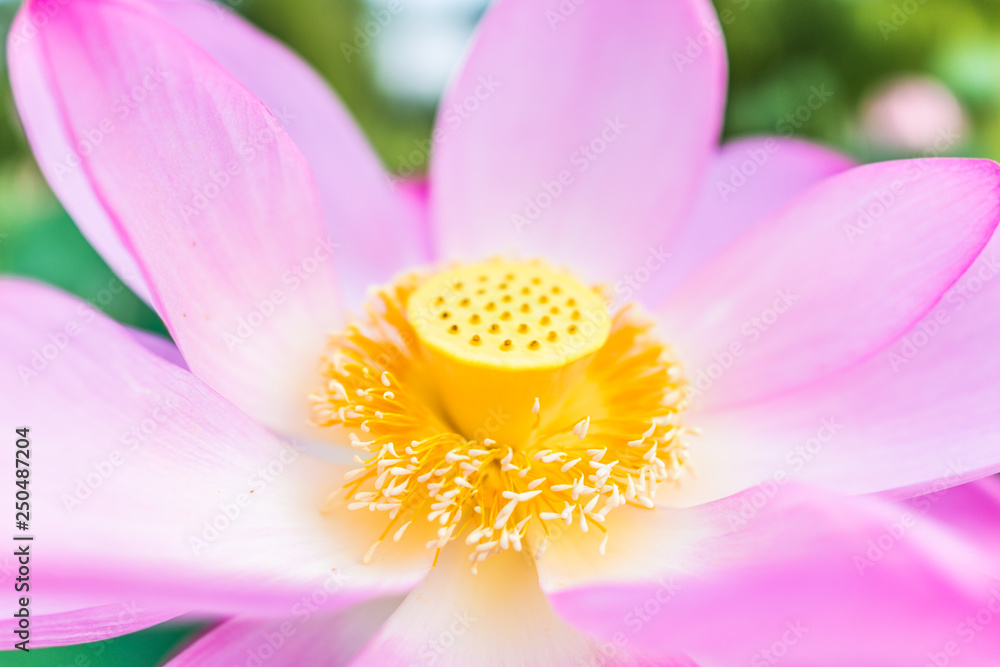 Macro closeup of bright pink lotus flower with yellow orange vibrant seedpod inside Macro closeup of bright pink lotus flower with yellow orange vibrant seedpod inside