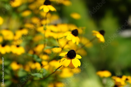 Yellow sunny flowers