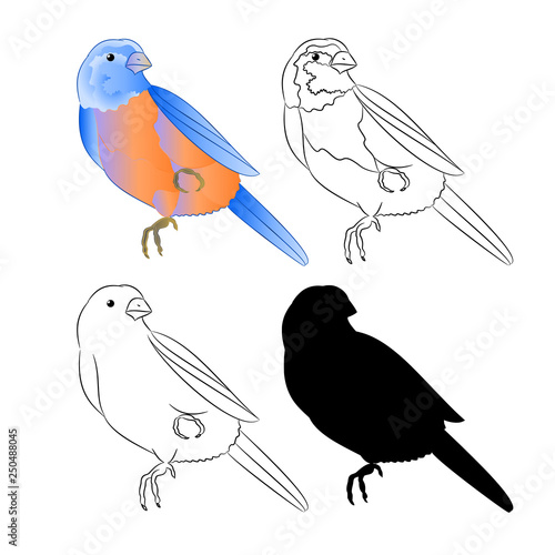 Small bird Thrush Bluebird nature outline and silhouette on a white background vintage vector illustration editable hand draw