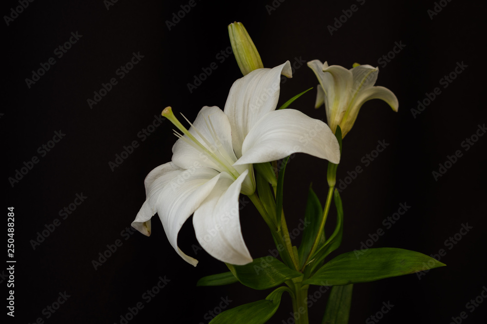 White lilies on black background close-up White lilies on black background close-up