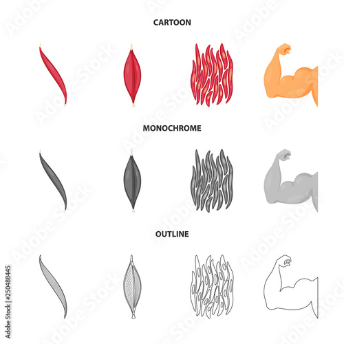 Vector design of fiber and muscular sign. Set of fiber and body  stock vector illustration.
