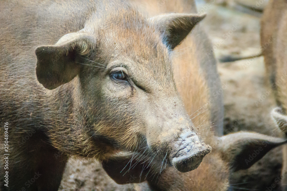 Fototapeta premium Group of domesticated wild boar eating food in the tropical forest. The wild boar (Sus scrofa), also known as the wild swine or Eurasian wild pig, is a suid native to much of Eurasia and North Africa.