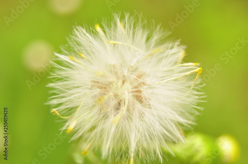 dandelion  flower  nature  seed  plant  green  summer  spring  white  grass  flora  macro  flowers  seeds  weed  fluffy  blossom  wind  blowball  close-up  closeup  meadow  beauty  head