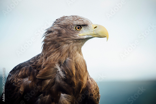 Adler Vogel Steinadler mit stolzem Blick Gesicht Raubvogel