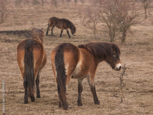 Wallpaper Mural Group of Exmoor ponies on meadow.  Ecological project in Milovice (Czech Republic). Protection of rare species of plants and insects by pasturing of grass by wild horses, aurochs and european bisons. Torontodigital.ca