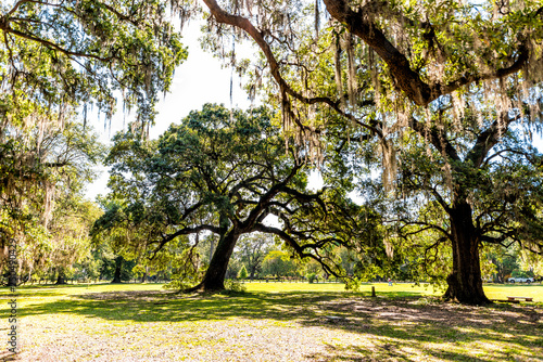 Old southern live oak trees in New Orleans Audubon park on sunny spring day with benches and huge hanging spanish moss in Garden District photo