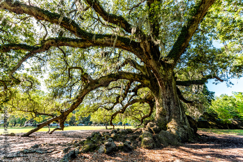 Cuadro en lienzo Oldest southern live oak in New Orleans Audubon park on sunny day with hanging s