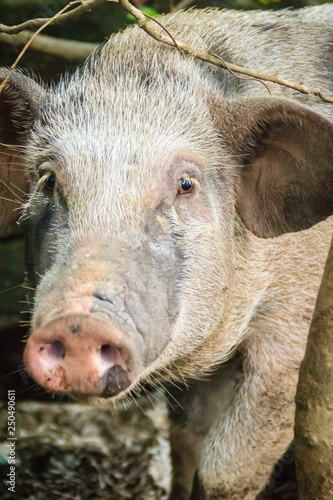 Close up face of domesticated wild boar in the tropical forest. The wild boar (Sus scrofa), also known as the wild swine or Eurasian wild pig, is a suid native to much of Eurasia and North Africa. © kampwit