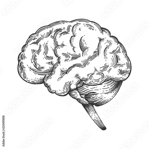 Human brain schematic vintage sketch engraving vector illustration. Scratch board style imitation. Black and white hand drawn image.