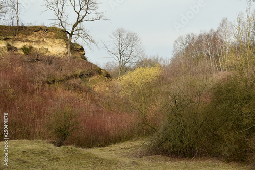 Spring in the Nature Reserve, Doberg Park in the city of Buende.Germany. photo