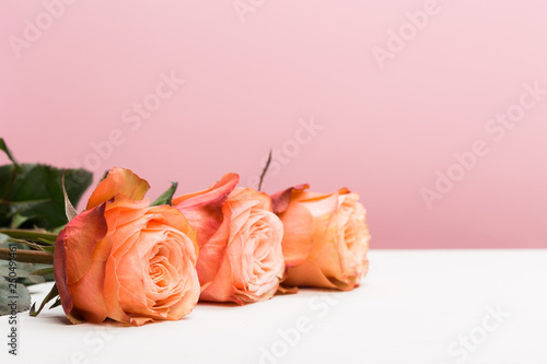 rose roses on pink , flat lay