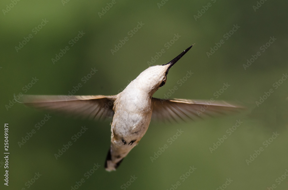 Fototapeta premium Black-Chinned Hummingbird Hovering in Flight Deep in the Forest